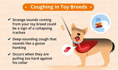 What To Do When Your Dog Keeps Coughing