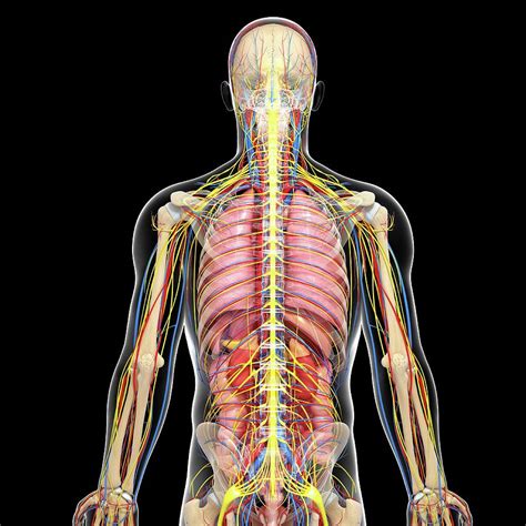 Human Anatomy Photograph By Pixologicstudioscience Photo Library Pixels
