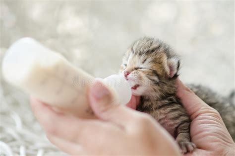 Feeding Little Cat With Milk Replacer Stock Image Image Of Portrait