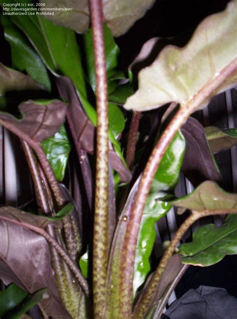 The alocasia 'lauterbachiana' or silver. PlantFiles Pictures: Alocasia Species, Taro Root, Elephant ...