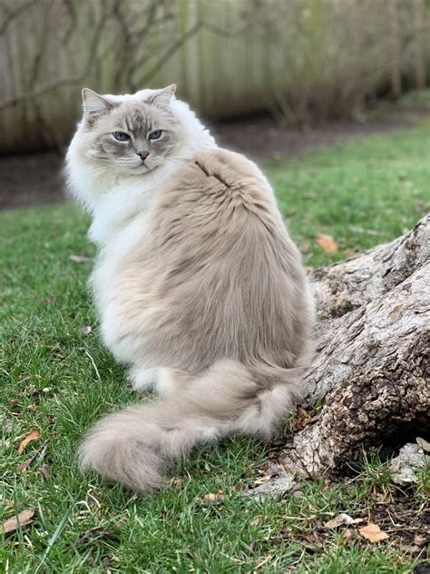 Ragdoll Cat Names 2022 Adorable And Cute Cat Name Ideas