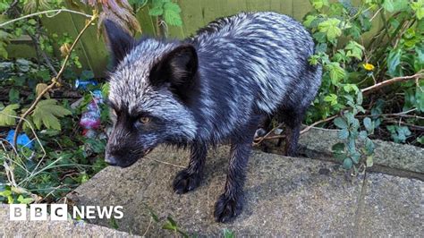 Rare Black Fox Rescued In Barry After Two Week Search Bbc News