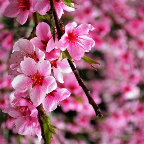 Fss Cherry Blossom Extract Os