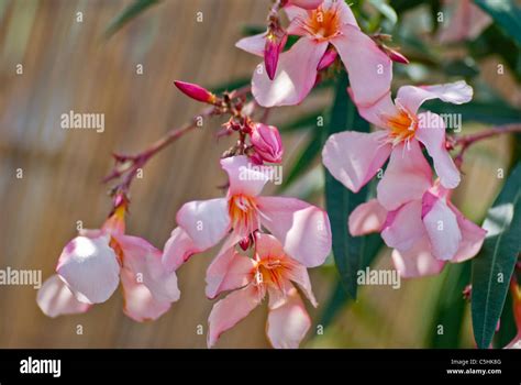 Nerium Oleander Petite Peach Evergreen Flowering Shrub Stock Photo