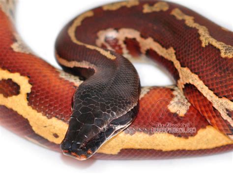 Baby Blood Python