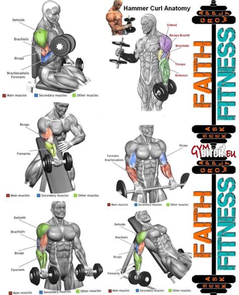 Perfect Biceps Exercises Anatomy Healthy Arms Fitness Workouts Biceps