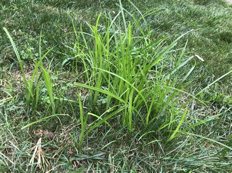 Invasive Weeds How To Control Nutsedge In Your Lawn Hubpages