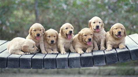 Golden Retriever Puppy Wallpapers Driverlayer Search Engine