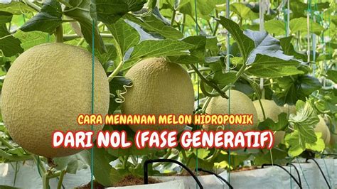 Cara Menanam Melon Hidroponik Fase Generatif Menanam Melon Youtube