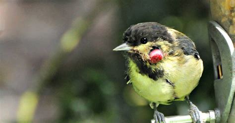 Great Tits Garden Bird Species Hit By Deadly Virus Which Causes Warty