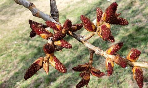 Red Buds Of Poplar Tree In Spring Stock Photo Image Of Blossom Fruit