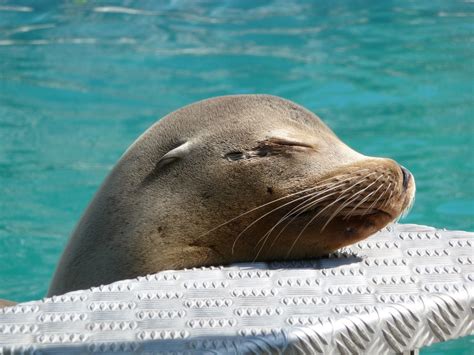 Sensitive Sea Lion Whiskers Get The Job Done Wired