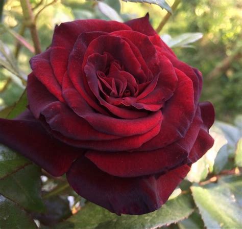 Maybe you would like to learn more about one of these? Dark Red Roses in 2020 | Dark red roses, Red roses ...