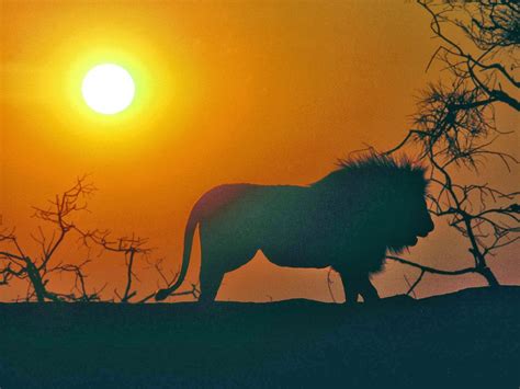 Leeuw Bij Zonsondergang In Afrika Hd Wallpapers
