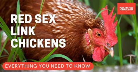7 Amazing Facts About Red Sex Link Chickens Poultry Feed Formulation