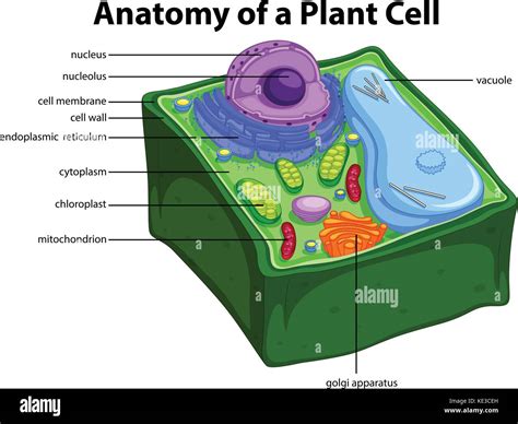 Diagrama Que Muestra La Anatomía De La Célula Vegetal Ilustración