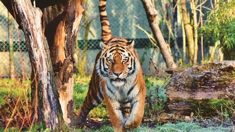 Siberian Tiger Wallpaper 4k Walking Zoo Trees Big Cat