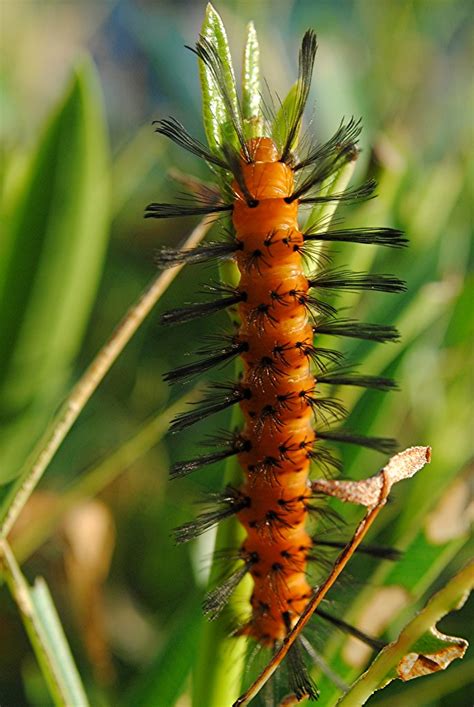 Also, where is the best place to let this guy loose? Spiky orange and black Oleander Caterpillar, Syntomeida ep ...