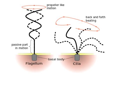 What is the difference between the plus and minus ends of the microtubule in in vitro experiments? Structure and Functions of Cilia and Flagella ...