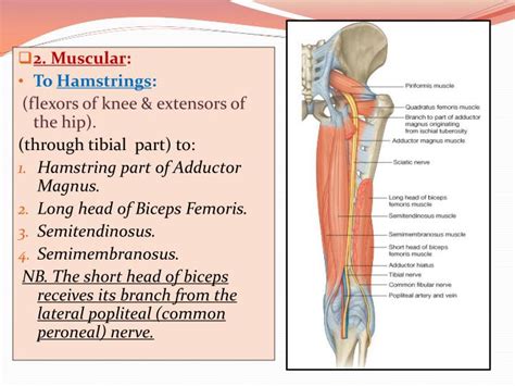 Hamstring Muscles Sciatic Nerve