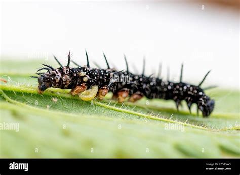 Larvas De Avispa Parasitoide Que Emergen De Una Oruga De Mariposa De Pavo Real Fotograf A De