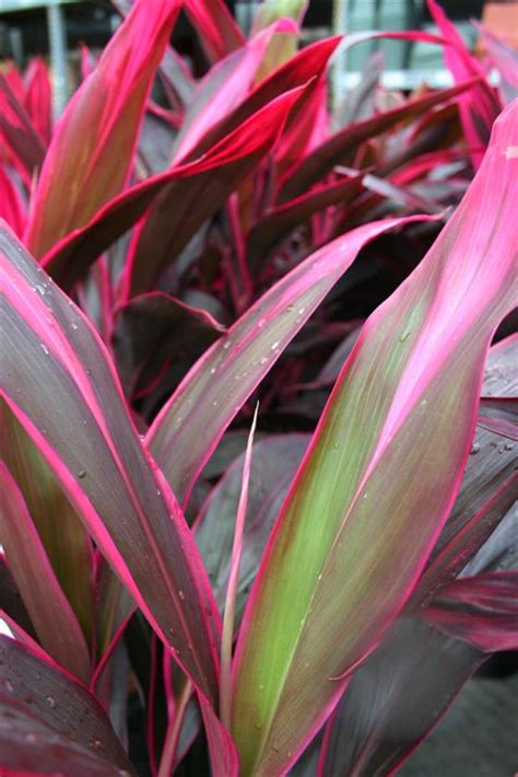 In today's video on ginger growing, we will see two techniques how to. Cordyline Red Sister - Premier Growers, Inc.