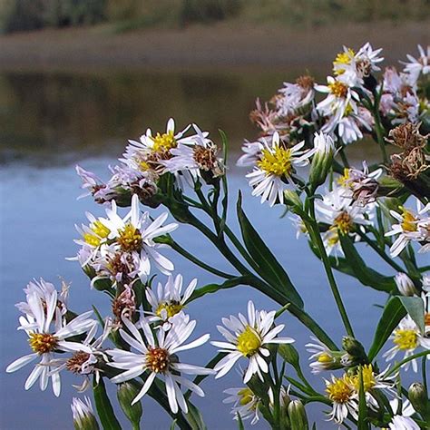 Sea Aster Tripolium Pannonicum Often Known By The Synonyms Aster