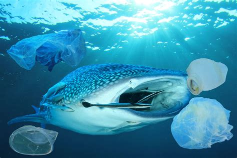 This Is Why You Should Care That Whale Sharks Eat Thousands Of Plastic