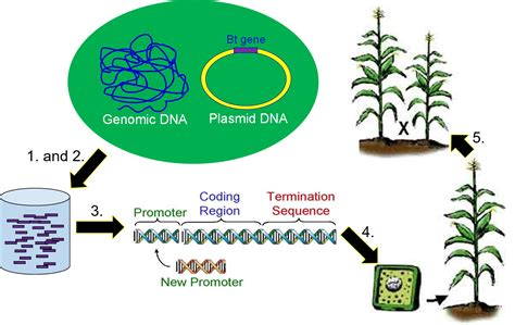 Genetic Engineering Genetics Agriculture And Biotechnology