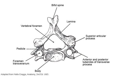 Typical Cervical Vertebrae And C7 The Art Of Medicine