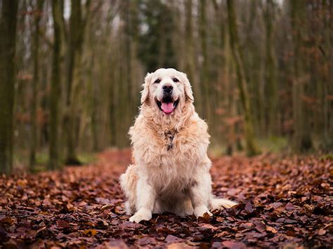 Hd Wallpaper Adult Red Vizsla Dog Foliage Autumn Animal Pets