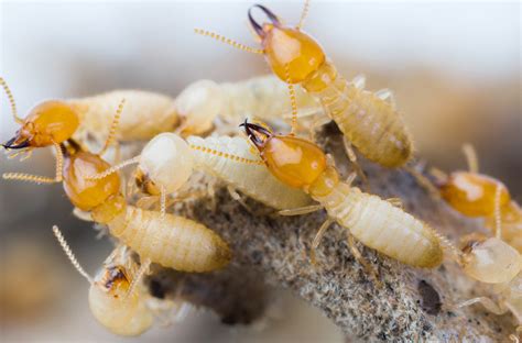 Drywood Termites Are A Serious Problem For South Carolina Residents