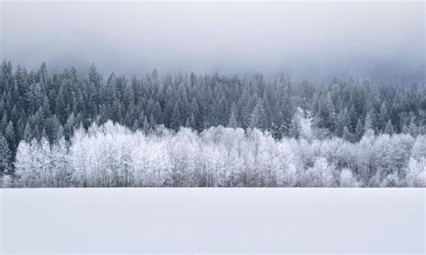 Winter Wonderland Forest Snow Covered Trees On Hill In Front Of Snow