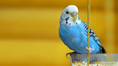Animals Parakeets Birds Yellow Background Wallpapers Hd Desktop