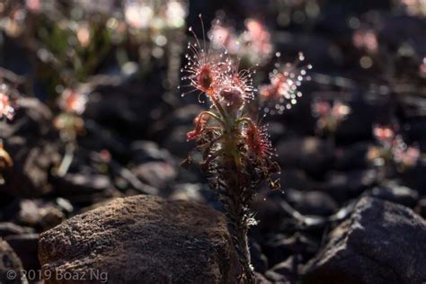 Wild Australian Drosera Species A Z Fierce Flora