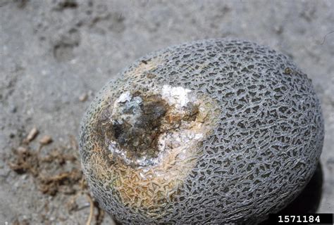 Fusarium Wilts Blights Rots And Damping Off Fusarium Spp On Melon