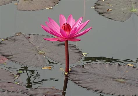 Red Water Lily Flower Lal Shapla Lily Lal Kamal 20 Inch By 30 Inch