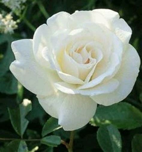 Paling Keren 26 Gambar Mawar Putih Berduri Koleksi Bunga Hd