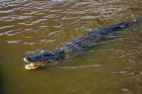 Alligator In Swamp Louisiana Digital Art By Claudia Uripos Pixels