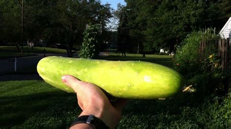 Huge Cucumbers From Front Yard Veggie Garden Youtube