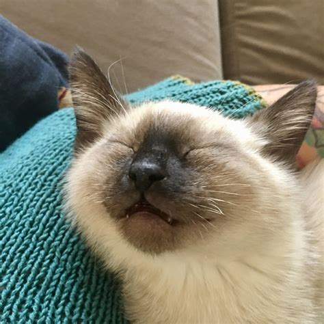 Our New Siamese Kitten Arthur Smiles When He Sleeps Rcats
