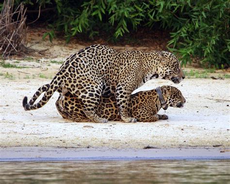 Jaguars Mating | Image taken of two jaguars mating near the … | Flickr