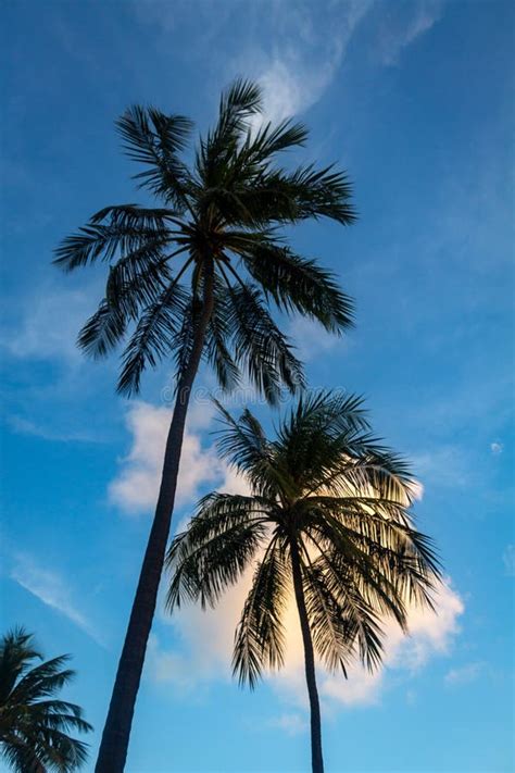 Two Coconut Palm Trees With Their Huge Heads Stock Photo Image Of