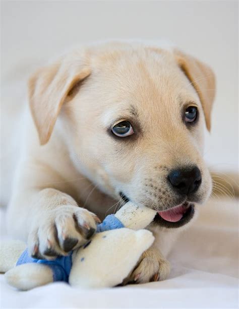 Lab Puppy Stock Image Image Of Labrador Puppy Cute 13187687