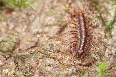 Long Legged Centipede Scutigera Sp Found During A Night Flickr