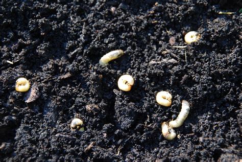 3 Signs Of Lawn Grubs And What To Do About Them