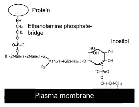 Schematic Illustration Of Gpi Anchor An Anchored Protein Is Released