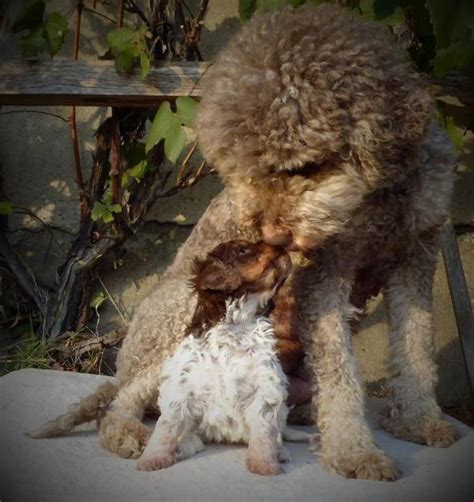 Der italienische wasserhund lagotto romagnolo vereint viele qualitäten: Lagotto Romagnolo - Italienische Wasserhunde, Trüffelhunde ...