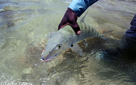 How To Catch A Bonefish Tail Fly Fishing Magazine