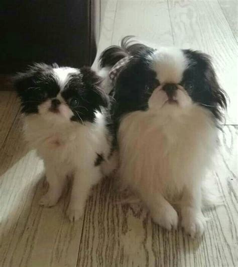 Pin By Sammy Mitchell On Chins In 2020 Japanese Chin Dog Japanese